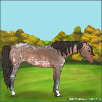Horse Color:Bay Ice 