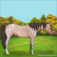 Horse Color:Bay Ice Roan 