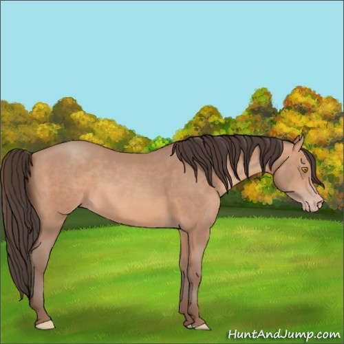 Horse Color:Amber Champagne 