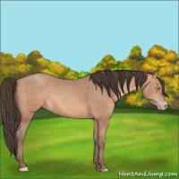 Horse Color:Amber Champagne 