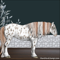 Horse Color:White Spotted Gold Champagne Ice Dun Sabino Splash Appaloosa 