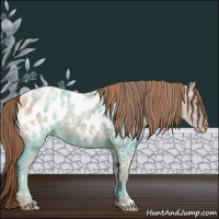 Horse Color:Gold Champagne Ice Sabino Appaloosa Rabicano 