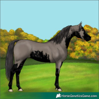 Horse Color:Void White Spotted Smoky Grullo