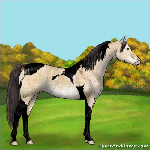 Horse Color:Void Buckskin Ice Dun Tobiano Rabicano