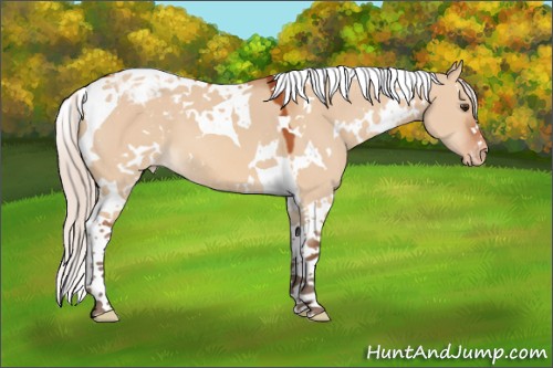 Horse Color:White Spotted Silver Bay Dun Tobiano Appaloosa 