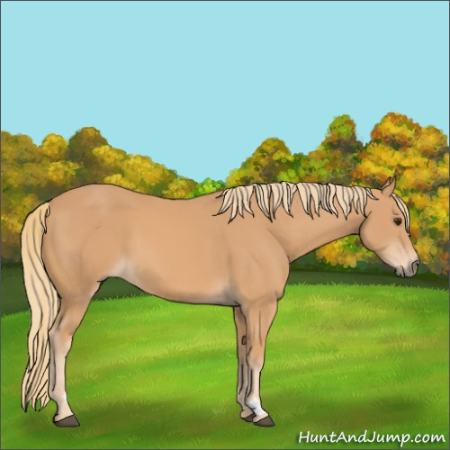 Horse Color:Chestnut Mushroom