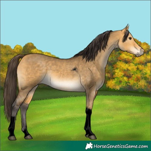 Horse Color:Void Buckskin Dun Tobiano 