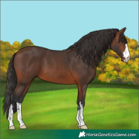 Horse Color:Brown 