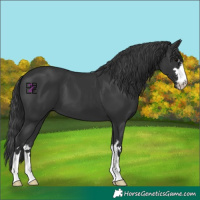 Horse Color:Black 