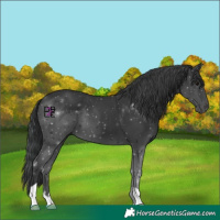 Horse Color:Black 