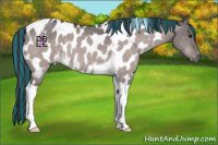 Horse Color:Platinum Painted Bay Dun Tobiano Appaloosa