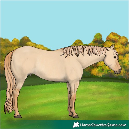Horse Color:Red Dun Rabicano