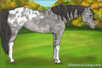 Horse Color:Grullo Ice Appaloosa