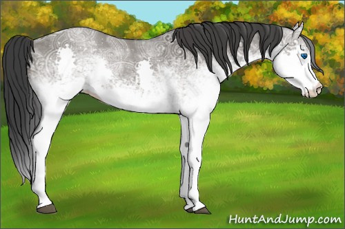 Horse Color:White Spotted Grullo Ice Splash