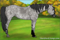 Horse Color:Void Grullo Ice Sabino Splash 