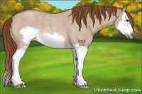 Horse Color:Red Dun Roan Splash Frame 