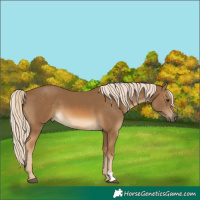 Horse Color:Chocolate Palomino 