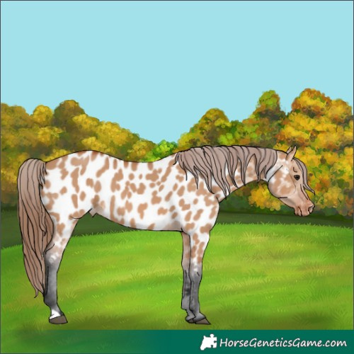 Horse Color:Bay Dun Appaloosa 