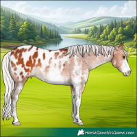 Horse Color:White Spotted Silver Bay Appaloosa 