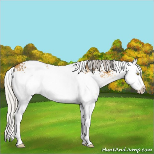Horse Color:White Spotted Silver Buckskin Dun Splash