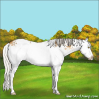 Horse Color:White Spotted Silver Buckskin Dun Splash 