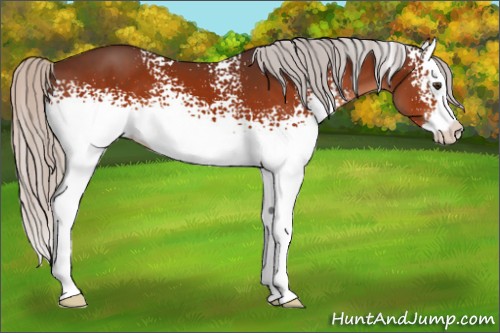 Horse Color:White Spotted Silver Brown Splash 