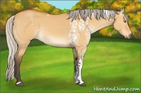 Horse Color:White Spotted Silver Buckskin Dun 