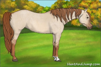 Horse Color:Red Dun Roan 
