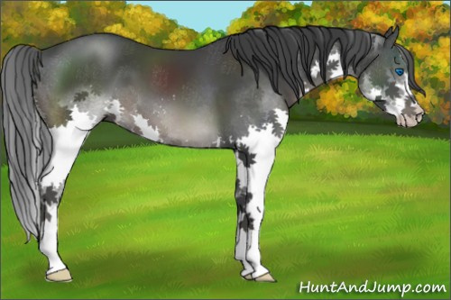 Horse Color:Black Sabino Splash