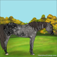 Horse Color:Void Grullo Ice Sabino Appaloosa 