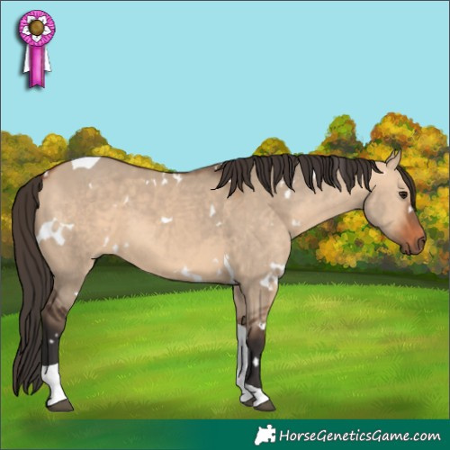 Horse Color:White Spotted Bay Dun Tobiano 