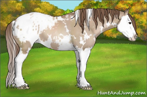 Horse Color:White Spotted Grullo Pearl Splash Appaloosa 