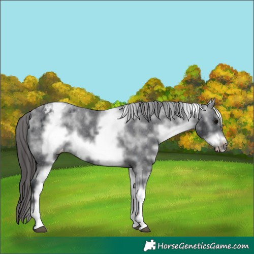 Horse Color:White Spotted Black Frame Appaloosa 
