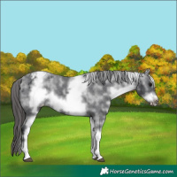 Horse Color:White Spotted Black Frame Appaloosa 