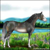 Horse Color:Brown Sabino 