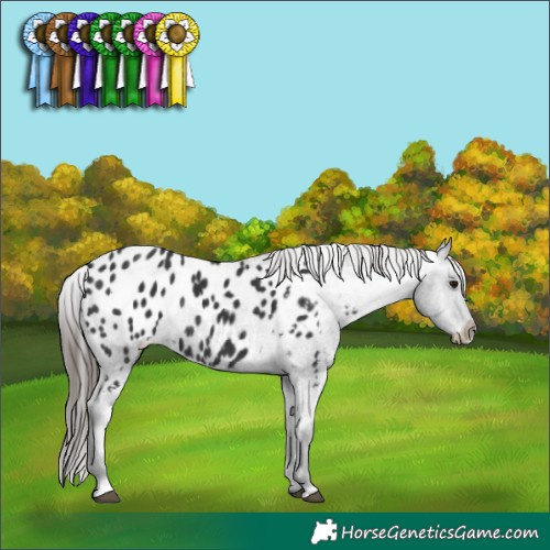 Horse Color:Black Near Leopard Rabicano