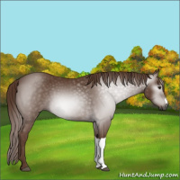 Horse Color:Gray Chestnut 