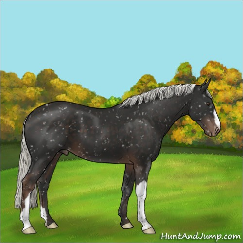 Horse Color:Liver Chestnut Mushroom Snowflake Varnish