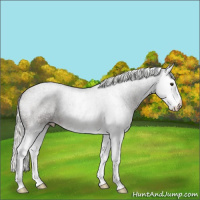 Horse Color:Liver Chestnut Mushroom Splash Snowflake Varnish 