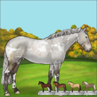 Horse Color:White Spotted Silver Brown Dun Mushroom Brindle 