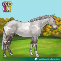 Horse Color:White Spotted Silver Brown Dun Mushroom Brindle 