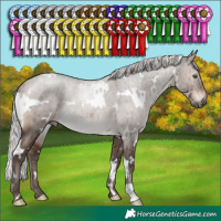 Horse Color:White Spotted Silver Brown Dun Mushroom Brindle