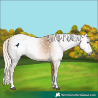 Horse Color:Gray Palomino
