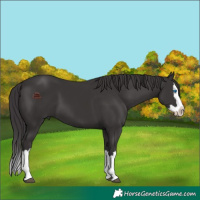 Horse Color:Smoky Black Splash