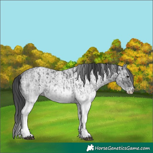 Horse Color:White Spotted Blue Roan Rabicano  and White Spotted Blue Roan Rabicano 