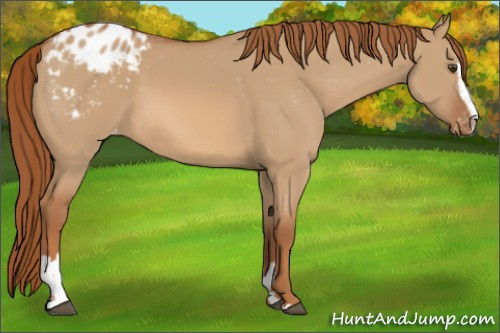 Horse Color:Red Dun Sabino Appaloosa 