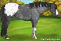 Horse Color:Black Appaloosa 