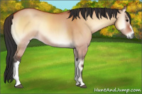 Horse Color:Bay Onyx