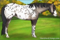 Horse Color:Blue Onyx Appaloosa 