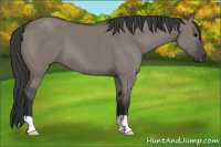 Horse Color:Grullo 